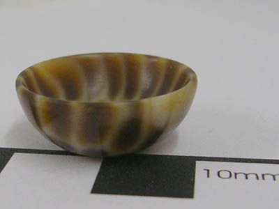 cypraea sub 12th scale bowl